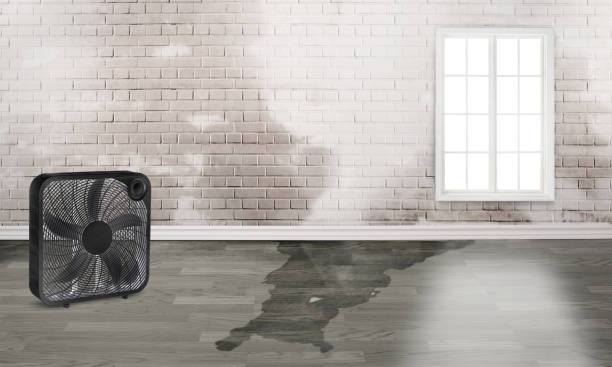 Best Professional water damage repair  in Sangaree, SC